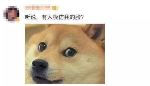 吃瓜 旺柴 666  第1张