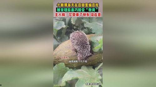 偷瓜吃的刺猬,一场意外的田园趣事  第1张