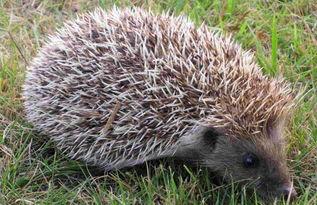 偷瓜吃的刺猬,一场意外的田园趣事  第3张