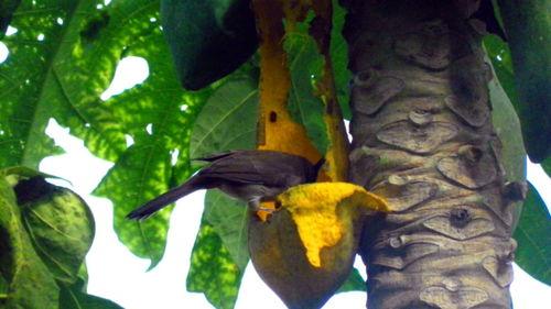 小瓜被鸟吃,一场与鸟儿的悲剧邂逅 第3张 小瓜被鸟吃,一场与鸟儿的悲剧邂逅 第3张