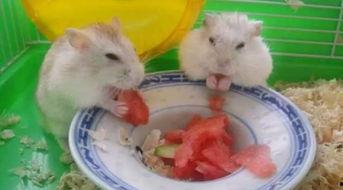 什么动物吃瓜子不吃瓜,揭秘那些只吃瓜子不食瓜的神奇动物  第2张