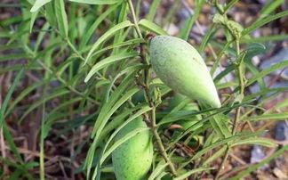 小瓜瓢怎么吃,轻松解锁美味新体验 第1张 小瓜瓢怎么吃,轻松解锁美味新体验 第1张