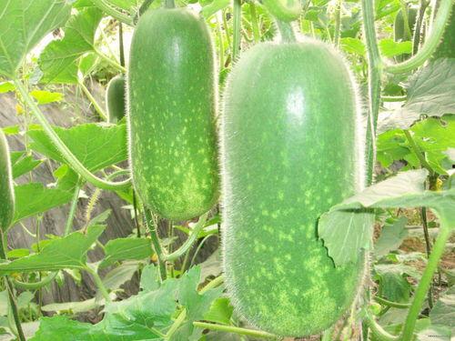 减肥吃黄河蜜瓜,甜蜜滋味与瘦身并行  第1张