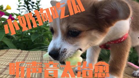 成都崇州吃瓜狗,探寻成都美食背后的趣味故事  第3张