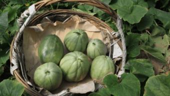 甘肃小时候吃蔓瓜,蔓瓜飘香，回味无穷  第3张