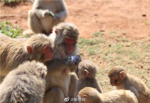 带你吃瓜进化动物,一场跨越物种的趣味之旅  第3张