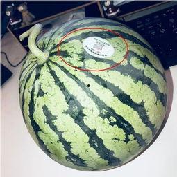 网红公司吃瓜  第1张