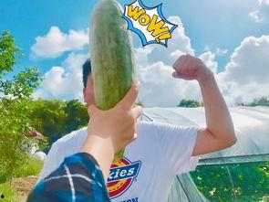 网红公司吃瓜  第2张