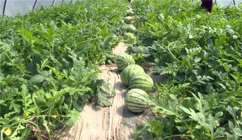 琼海吃瓜爆料视频最新,揭秘当地热点事件背后的真相 第1张 琼海吃瓜爆料视频最新,揭秘当地热点事件背后的真相 第1张