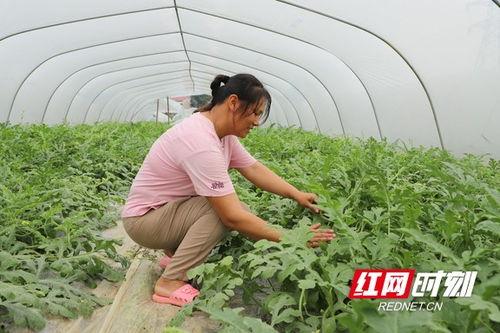 林城大棚吃瓜,林城大棚里的甜蜜瓜香之旅  第2张