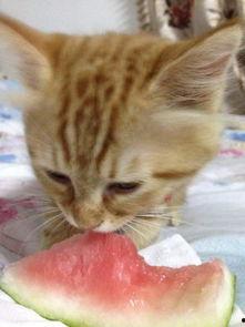 吃瓜爆料猫  第3张