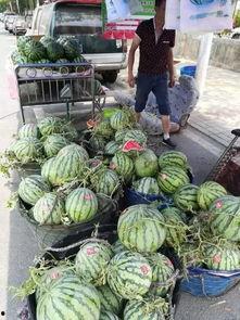 邢台任丘吃瓜事件,一场网络热议背后的真相揭秘  第1张