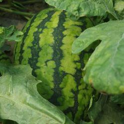 仙居吃瓜基地电话,揭秘吃瓜基地的秘密电话之旅  第3张