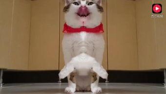 可爱小派吃瓜视频,趣味横生的瓜界风云 第3张 可爱小派吃瓜视频,趣味横生的瓜界风云 第3张