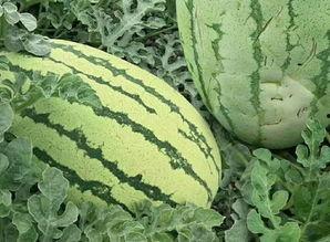 免费吃瓜网  第3张