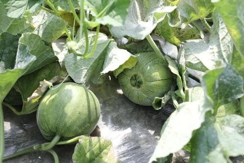 天吃瓜的季节,揭秘吃瓜季的美食盛宴 第2张 天吃瓜的季节,揭秘吃瓜季的美食盛宴 第2张