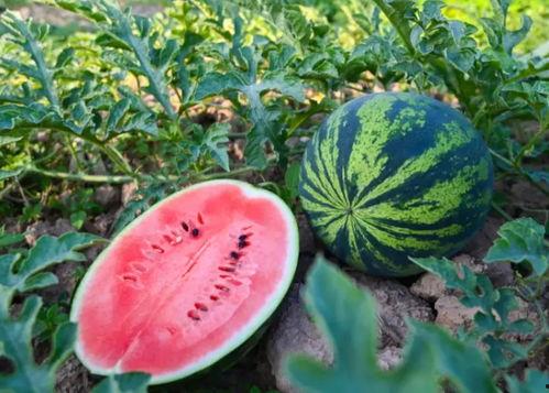 天吃瓜的季节,揭秘吃瓜季的美食盛宴 第3张 天吃瓜的季节,揭秘吃瓜季的美食盛宴 第3张