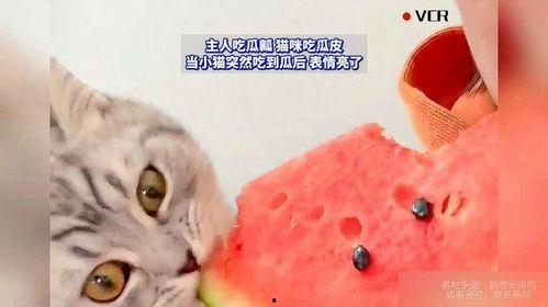 和猫吃瓜,揭秘猫咪的趣味生活 第2张 和猫吃瓜,揭秘猫咪的趣味生活 第2张